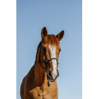 Capezza etologica Norton in nylon Marina Blu marino Capezza etologica Norton in nylon Marina Blu marino