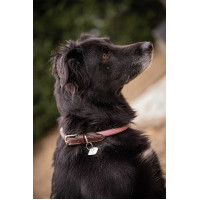 Collare per cane Penelope Billie Rosa / lurex