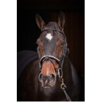 Briglia Pénélope Symphonie Nero