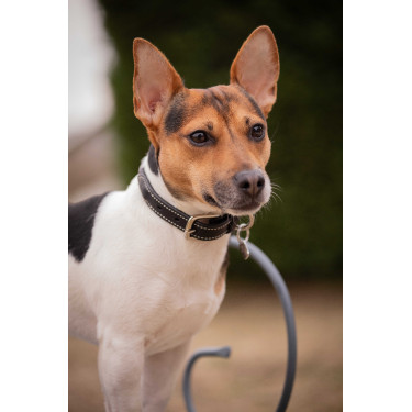 Collare per cane Pénélope Olie Avana Marrone