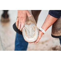 Argilla per zoccoli Ravene Pediplast