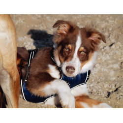 Pettorina per cane Riding World Simba Marina Blu marino Pettorina per cane Riding World Simba Marina Blu marino