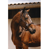 Capestro in nylon Equithème Jacquard Marrone