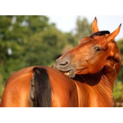 Crema Animaderm Derfen™ Original Crema Animaderm Derfen™ Original