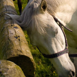 Repellente Animaderm Derfly