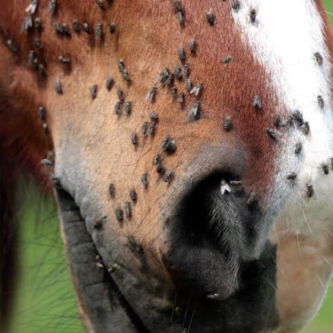 Repellente Animaderm Derfly Repellente Animaderm Derfly