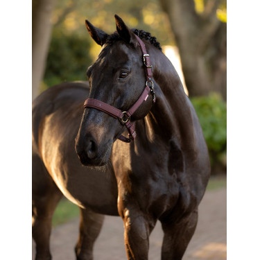 Licol LeMieux Essence Prugna Viola