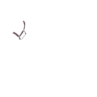 Licol LeMieux Essence Prugna Viola