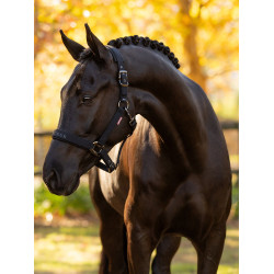 Licol LeMieux Essence Nero