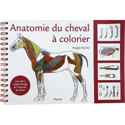 Anatomia do cavalo para colorir