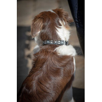 Collare per cane Pénélope Pearl Cognac / turchese Marrone Collare per cane Pénélope Pearl Cognac / turchese Marrone