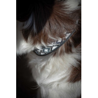 Collare per cane Pénélope Pearl Cognac / turchese Marrone Collare per cane Pénélope Pearl Cognac / turchese Marrone