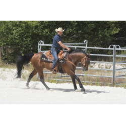 Sella Westride by Franck Perret Aurora Nocciola Marrone Sella Westride by Franck Perret Aurora Nocciola Marrone