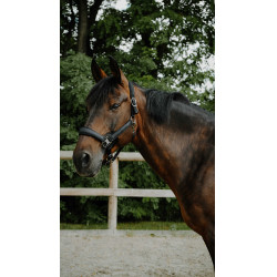 Capezzina Equithème Glowy Nero / nero Capezzina Equithème Glowy Nero / nero