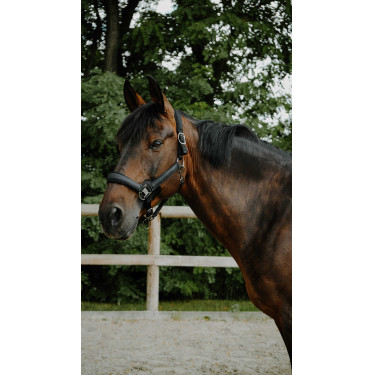 Capezzina Equithème Glowy Nero / nero Capezzina Equithème Glowy Nero / nero