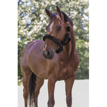 Cavezza Norton in montone sintetico Nero / nero