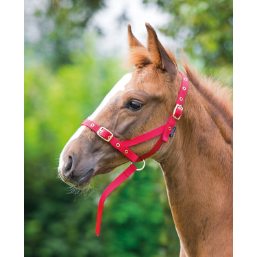 Capezzina di presentazione per puledro Shires