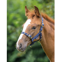 Capestro per puledri Shires