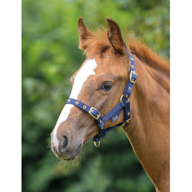 Capestro per puledri Shires