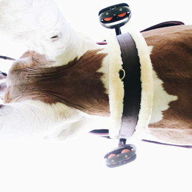 Cinghia pecora Kentucky Marrone