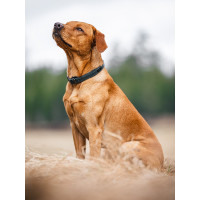 Collare per cani Equestrian Stockholm Clean Lunedì drammatico