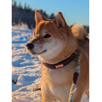 Collare per cani Equestrian Stockholm Clean Lunedì drammatico