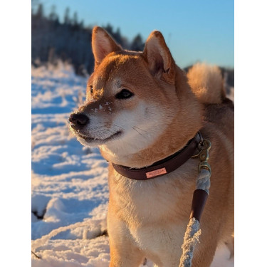 Collare per cani Equestrian Stockholm Clean Bagliore infinito