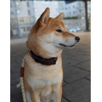 Collare per cani Equestrian Stockholm Clean Lunedì drammatico