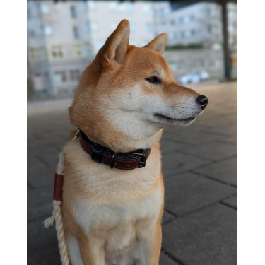 Collare per cani Equestrian Stockholm Clean Bagliore infinito