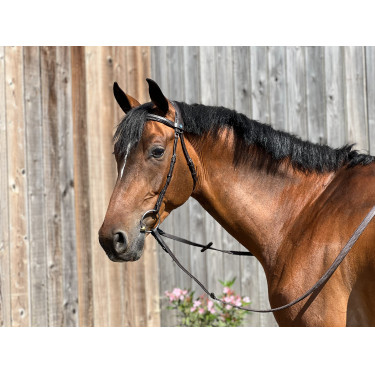 Filet T de T Essentiel Comfort Havana scuro Marrone Filet T de T Essentiel Comfort Havana scuro Marrone