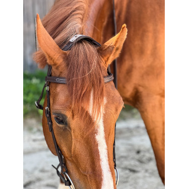 Briglia T de T Essentiel con Ponte Briglia T de T Essentiel con Ponte