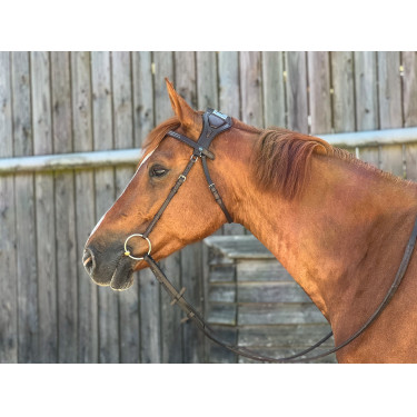 Briglia T de T Essentiel con Ponte Briglia T de T Essentiel con Ponte