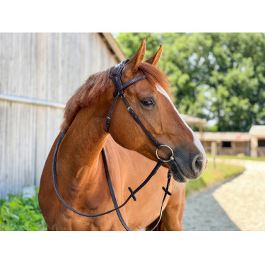 Briglia T de T Essentiel con Ponte Briglia T de T Essentiel con Ponte