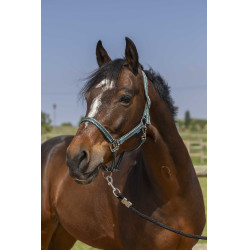 Capezzina Norton Grooming Verde scuro Capezzina Norton Grooming Verde scuro