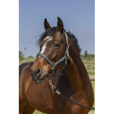 Capezzina Norton Grooming Verde scuro Capezzina Norton Grooming Verde scuro