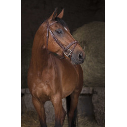 Briglia Norton Pro Combinata Avana Marrone Briglia Norton Pro Combinata Avana Marrone