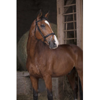 Briglia Norton Pro Combinata Nero