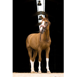 Copri-nasale Equithème Teddy Oro rosa Nero