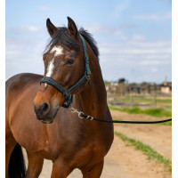 Capestro Equithème Nylon Strass Verde