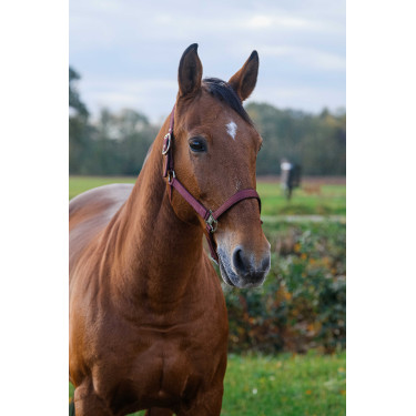 Capestro in nylon Spring Equithème Bordeaux