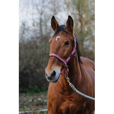 Capestro in nylon Spring Equithème Rosa