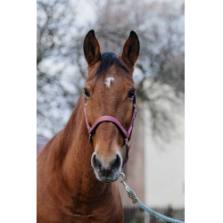 Capestro in nylon Spring Equithème Rosa