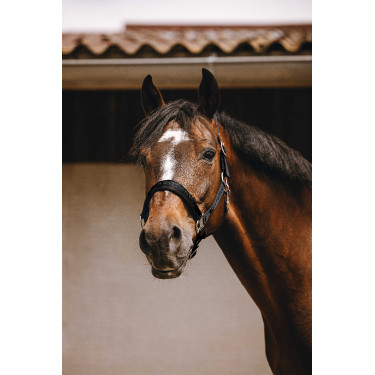 Capestro in nylon Equithème Jacquard