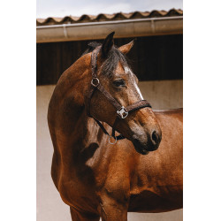 Capestro in nylon Equithème Jacquard Marrone