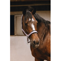 Capestro in nylon Equithème Jacquard Lilla Blu Capestro in nylon Equithème Jacquard Lilla Blu