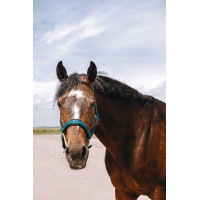 Capestro in nylon Equithème Jacquard Blu petrolio