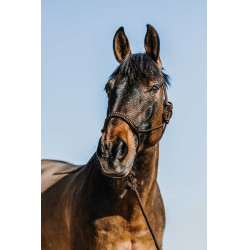 Capezza etologica + lunghina Norton Deco