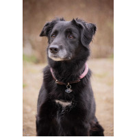 Collare per cane Penelope Billie Rosa / lurex Collare per cane Penelope Billie Rosa / lurex