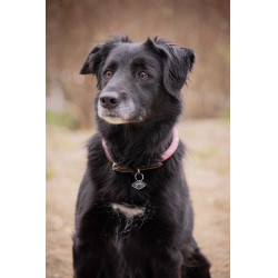 Collare per cane Penelope Billie Rosa / lurex