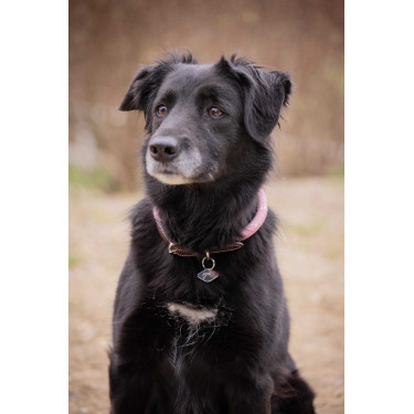 Collare per cane Penelope Billie Rosa / lurex